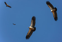 Cape Vultures Circle Over A Kill - Botswana