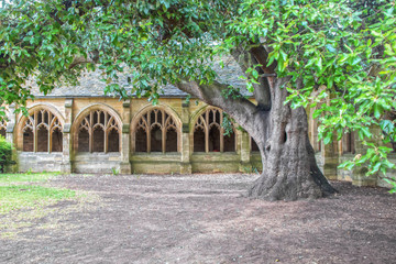 Naklejka na meble Ancient cloister in Oxford, UK with two hundred year old tree in summer.