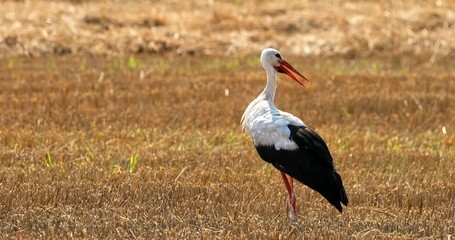 Wall Mural - Adult European White Stork Standing In Yelow Summer Field In Belarus. Wild Field Bird