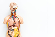 Human Torso With Organs Artificial Model In Medical Student Classroom On White Background With Copy Space, Inside Body Anatomy For Study Education