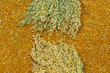 Sprigs of red millet and grain millet close-up.
