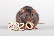 Happy New Year! The Symbol Of The New 2020 Is The Rat. A Furry Rat Holding In Its Paws And Nibbling A Wooden Digit (number) Is Zero.