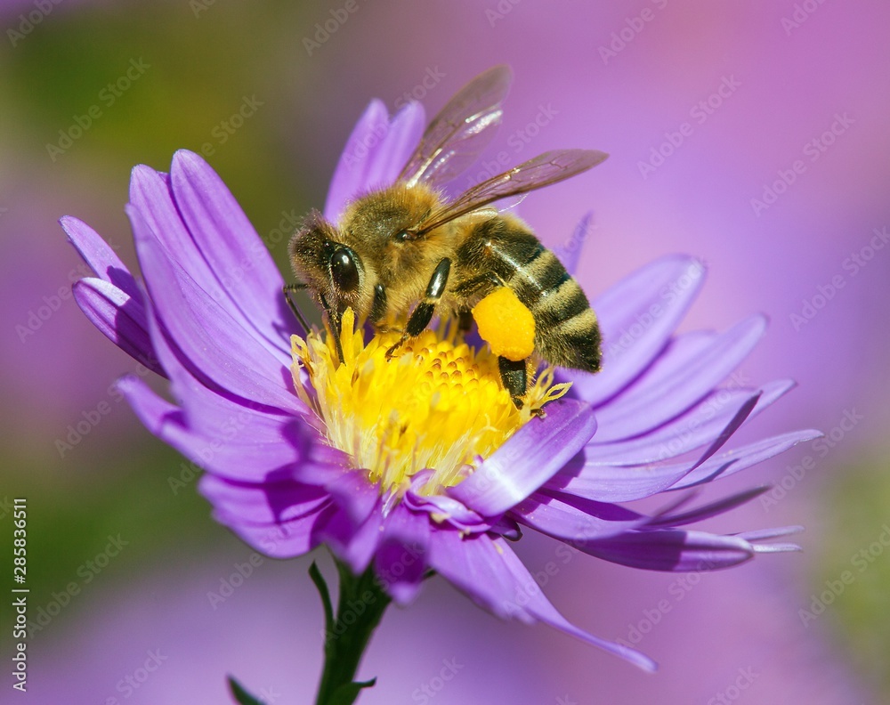 bee or honeybee sitting on flower, Apis Mellifera - obrazy, fototapety, plakaty 