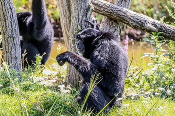 Wall Mural - Zoo de la Flèche - Gibbon #3