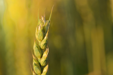 Close-up of a non-ripe green cereal ears in the summer on the field in Germany at sunset