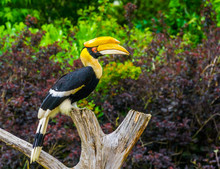 Great Indian Hornbill Bird Sitting On A Tree Top, Tropical And Vulnerable Animal Specie From Asia