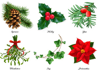 Plants, Christmas decorations. Spruce, holly, yew, mistletoe, ivy, poinsettia. 3d realistic vector set