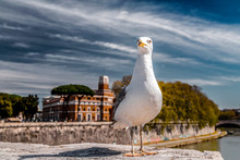 Seagull Standing On The Riverbank Of Tiber, Rome, Italy
