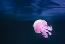 Purple Jellyfish Rhizostoma Pulmo Underwater