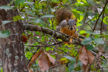 Squirrel sitting in a tree, looking at me.