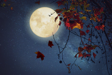 Wall Mural - beautiful autumn fantasy - maple tree in fall season and full moon with star. retro style with vinta