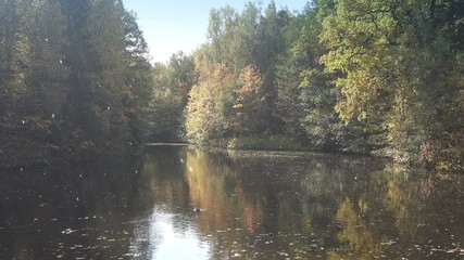 Wall Mural - Early autumn on the shore of a forest lake. Drops of rain in the air. Ducks swim on water preparing for flight