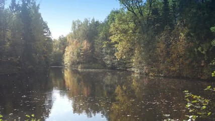 Wall Mural - Early autumn on the shore of a forest lake. Drops of rain in the air. Ducks swim on water preparing for flight