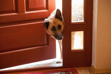 Dog Peeks In Door