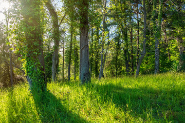 Sun through trees overgrown with moss in dense rainforest