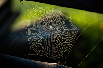 Wall Mural - spider web with colorful background