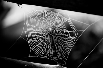 Wall Mural - spider web with colorful background
