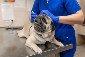 Young professional female veterinarian doctor clean ears of pug dog in veterinary clinic