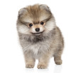© jagodka - Pomeranian Spitz puppy in front on white background