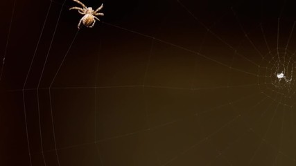 Spider weaves a web