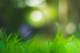 Fototapeta Desenie - abstract green and blurred defocused background.