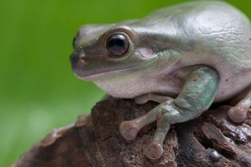 Wall Mural - close up dumpy tree frog / white's tree frog