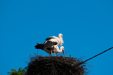 Wall Mural - Stork birds on the nest on a beautiful day on the blue sky background