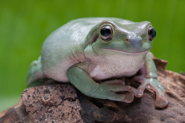 Wall Mural - close up dumpy tree frog / white's tree frog