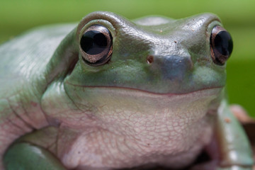 Wall Mural - close up dumpy tree frog / white's tree frog