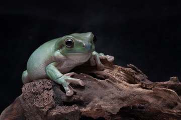 Wall Mural - close up dumpy tree frog / white's tree frog