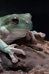 Wall Mural - close up dumpy tree frog / white's tree frog