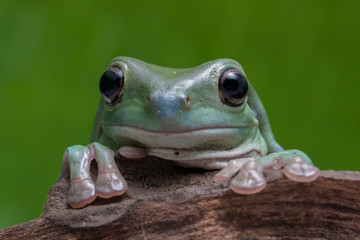 Wall Mural - close up dumpy tree frog / white's tree frog