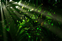 Deep Tropical Jungle In Darkness