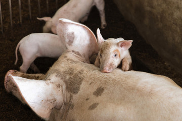 Wall Mural - Soft focus of cute newborn piglet in organic rural farm agricultural