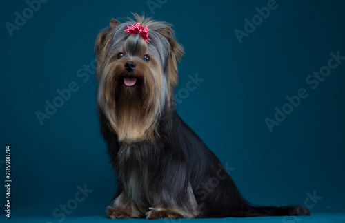 Yorkshire Terrier Long Haired In Grooming Buy This Stock Photo