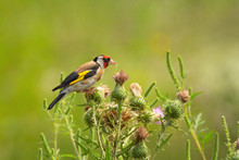 Bright Goldfinch Sitting On Flowers