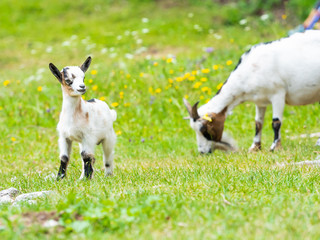 lovely goat puppy in the open air on a green lawn full of flowers and wild herbs, grazing with his mother