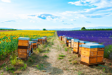 Wall Mural - Bee hives in a lavender and sunflower fields near Valensole, Provence, France. Beautiful summer landscape