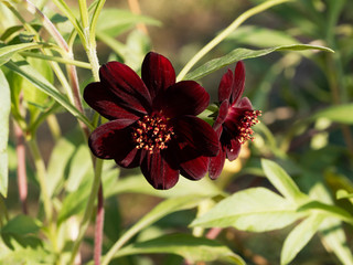 Canvas Print - (Cosmos atrosanguineus) Schokoladen-Kosmee. Detailansicht 