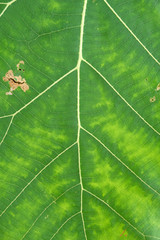 Wall Mural - Close Up Of Green Leaf Texture