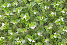 White Begonia Semperflorens Flowers On A Garden Flower Bed