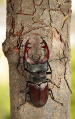 Sticker - Giant Stage Beetle climbs on tree