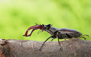 Wall Mural - Stage Beetle