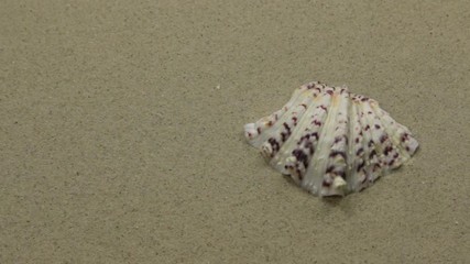 Wall Mural - Seashell on the sand beach. Slider shot. Summer background.