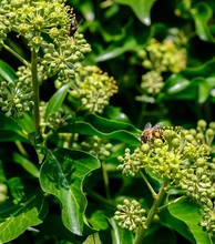 Macro Shot Of A Bee Sitting On The Blossoms Of An Ivy And Sucking Nectar With Its Proboscis.