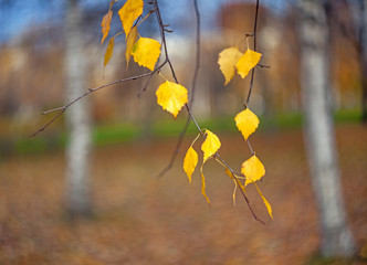 Wall Mural - Yellow autumn leaves of a Birch tree on a branch on a blurred background of tree trunks.