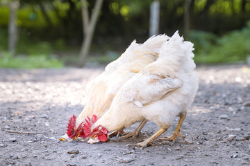 two white boiled chickens eating at sunset on the yard