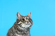 © New Africa - Cute gray tabby cat on light blue background, space for text. Lovely pet