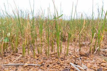 Dried rice died from lack of water. Drought is a natural disaster. Causing hopeless knowledge