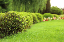 Picturesque Landscape With Beautiful Green Lawn On Sunny Day. Gardening Idea